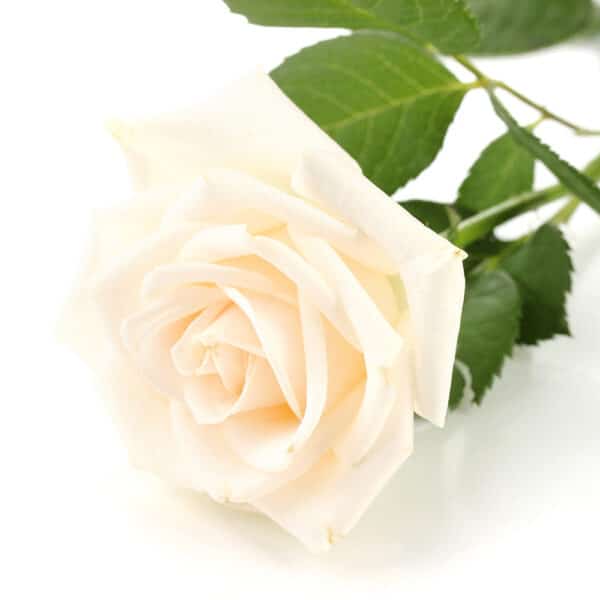Weiße Rosen - Anzahl ab 10 wählbar (Premium