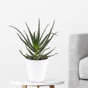 Baum-Aloe + gratis Topf | +/- 40 cm | ø 15 cm | Aloe arborescens