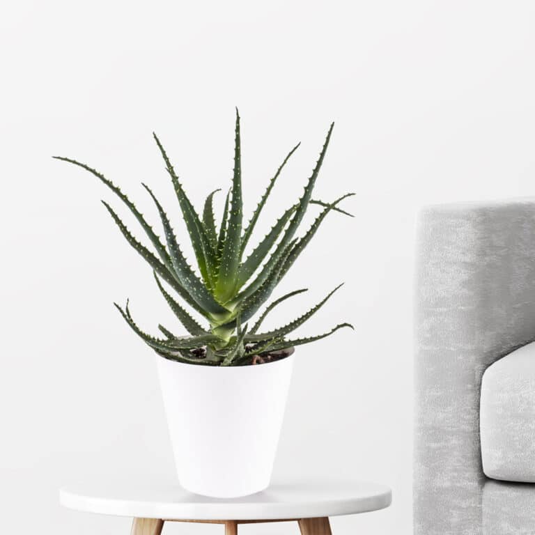 Baum-Aloe + gratis Topf | +/- 40 cm | ø 15 cm | Aloe arborescens