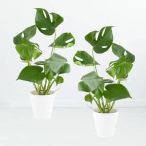 2er-Set Monstera + gratis Töpfe | +/- 50 cm | ø 14 cm | Fensterblatt