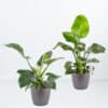 Luftreinigendes Duo + gratis Töpfe | +/- 55 cm | ø 17 cm | Strelitzie