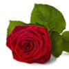 Rote Rosen - Anzahl ab 10 wählbar (Premium