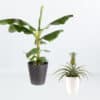 Tropische Tierfreunde | 30 - 100 cm | ø 12 - 21 cm | Bananenstaude