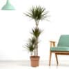 Drachenbaum XXL | +/- 160 cm | ø 27 cm | Dracaena marginata