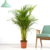Goldfruchtpalme XXL | +/- 150 cm | ø 24 cm | Areca-Palme