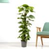 Efeutute XXL | +/- 130cm | ø 24 cm | Epipremnum Aureum