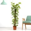 Fensterblatt XXL | +/- 150 cm | ø 27 cm | Monstera minima