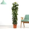 Kletter-Philodendron XXL | +/- 160 cm | ø 27 cm | Philodendron scandens